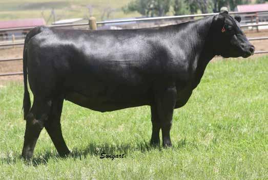 Blackcap Family XLAR Blackcap 6064 / Lot 16A Quaker Hill Blackcap 0A35 / The $100,000 dam of Lots 16A and 16B now featured in the Riverbend Ranch program.