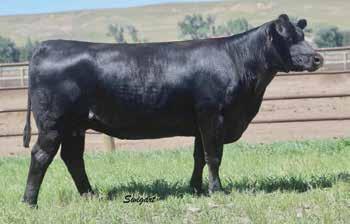 Objective 1885 Daughters Woodside Rita 5503 of 1885 / Lot 40 GAR Objective 1885 / The $360,000 valued donor dam of Lots 40 and 41.