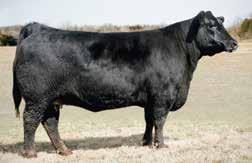 headliner of the Crazy K donor program, Objective 1885 sired by the balanced-trait sire, Rito 9Q20 and his former RE and $B leading brother, Rito 9Q13.