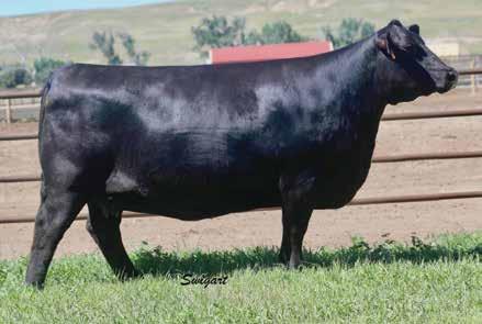 Foundation Families Spruce Mtn Rita 3701 / The $60,000 donor dam of Lot 42.