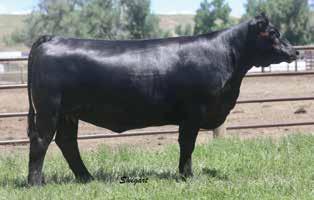 sire, Complete with the now-deceased matriarch of the 44 Farms program, Ruby 1224. Ruby 0851records a WR 2@101 and a YR 2@100 with an ultrasound REA ratio 5@101 with one daughter with a WR 2@104.