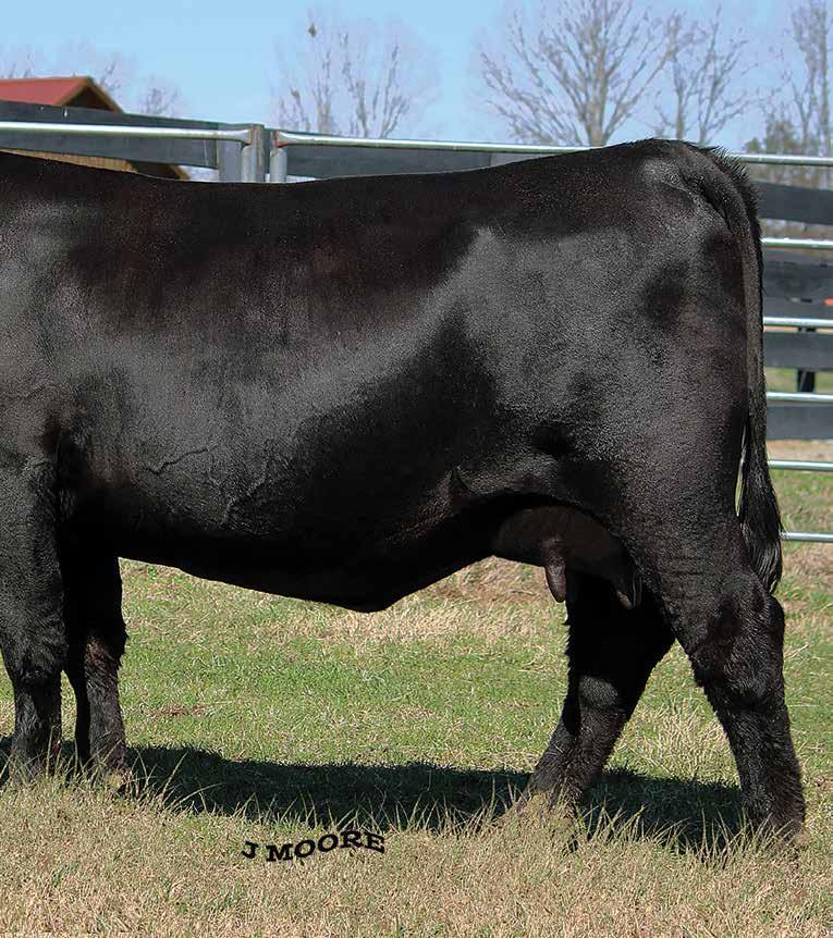 Rita 5021 Daughters Featuring two daughters of the $140,000 valued headliner of the XL Angus Ranch and Crazy K Ranch joint donor programs, Rita 5021 sired by the $580,000 record-selling Baldridge