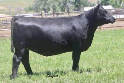 Gloria Family XLAR Gloria 6179 / Lot 55 Featuring three daughters of the $19,000 top-selling female of the 2012 Spickler Ranch Sale sired by the proven growth and Marb.