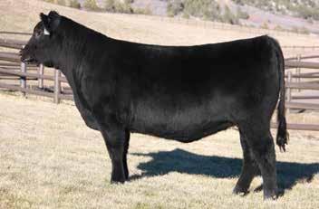 Spruce Mtn Rita 308 / A daughter of this recent headliner of the Spruce Mountain Ranch sale sells as Lot 62.