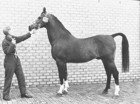 traits. In order to collect performance data, the KWPN has a close working relationship with KNHS, the Dutch equivalent of Equestrian NZ. figure 6. Waldo. Approved as Agricultural Riding Horse.