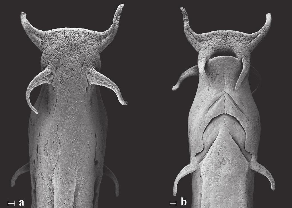 496 A new species of sand-dwelling catfish Fig. 3. Dorsal (a) and ventral (b) SEM views of the head of Pygidianops amphioxus, MZUSP 87676. Scale bars = 100 m. expanded (Fig.
