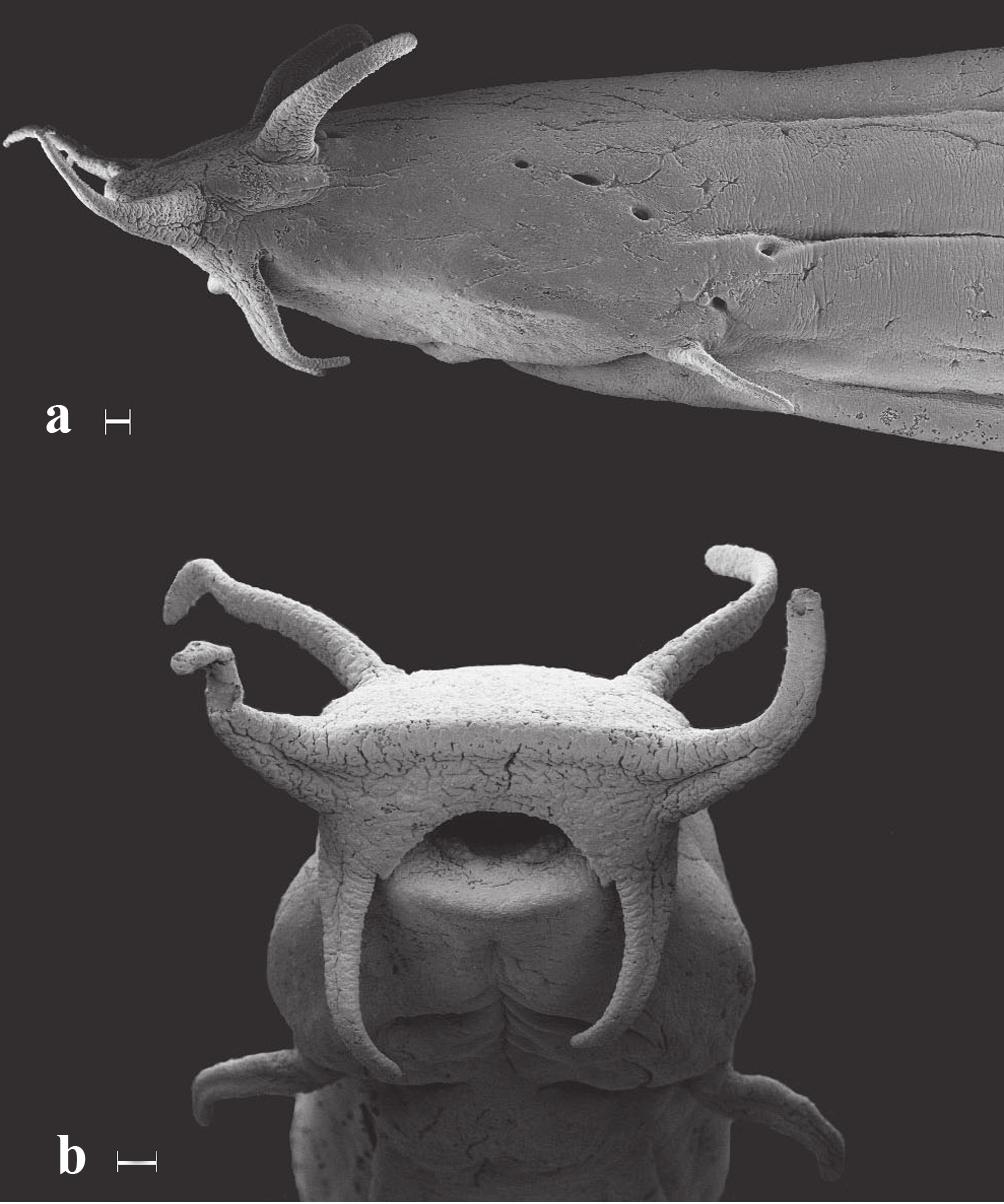 M. C. C. de Pinna & A. L. Kirovsky 497 first such case in Trichomycteridae. A genital papilla has been recorded in other species of Pygidianops and Typhlobelus (cf. Schaefer et al.