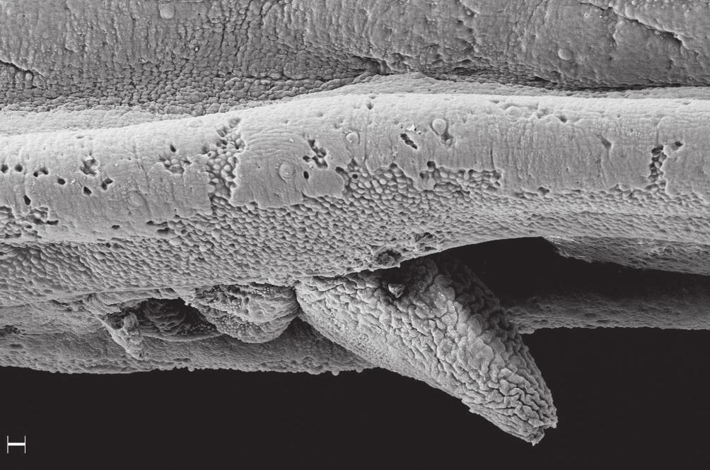 498 A new species of sand-dwelling catfish Fig.5. Ventrolateral SEM view of urogenital region in male specimen of Pygidianops amphioxus, MZUSP 87676. Anterior to left. Scale bar = 20 m.