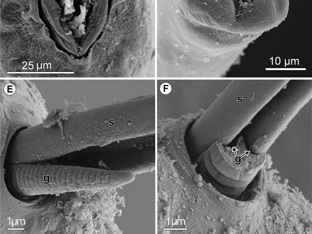 region of cloaca with extruded spicules and gubernaculum, lateral view; F same, specimen with incomplete gubernaculum (arrows indicate longitudinal grooves on