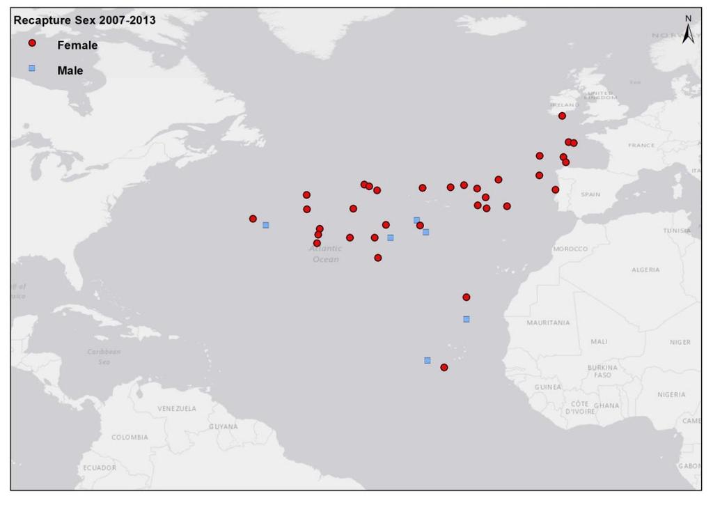 Figure 11. Number and location of male and female blue shark recaptures 2007-2013. Figure 12.