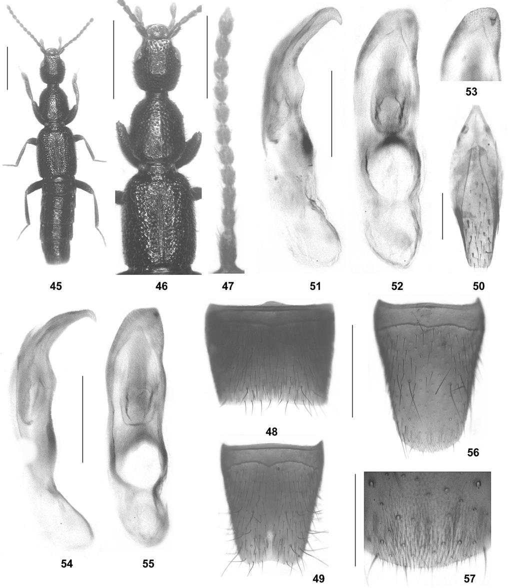 Assing, V.: Two new genera of Lathrobiina from the East Palaearctic region Elytrobium alesianum sp. n. (Figs 45 57, Map 1) Type material: Holotype : TAIWAN Chiai Hsien, Alishan, Sister Ponds 2180 m, 26.