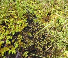 It has invaded wetlands throughout the world. Where is it found in Kakadu? Salvinia was first discovered in Kakadu downstream of the Magela crossing in September 1983.