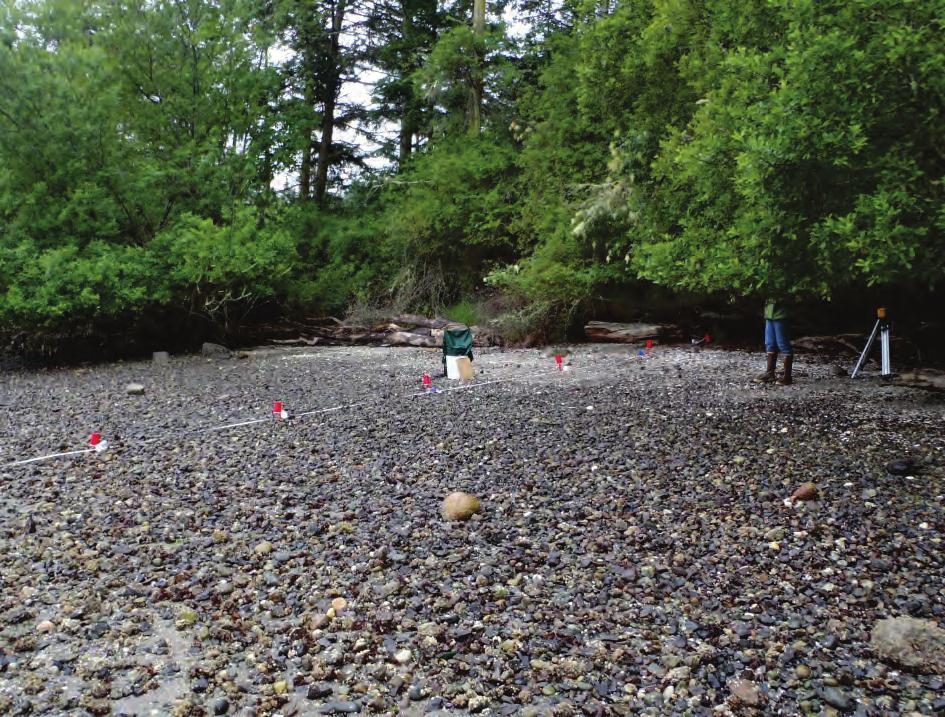 Tidal Elevation of Spawn Study Methods Site Selection: Documented spawning beaches in SJC Field Surveys: at sites with visible eggs present, perpendicular transects established and substrate samples