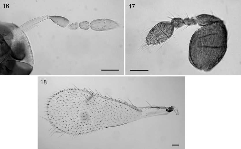 Figs 16 18: Ceranisus pacuvius (Walker). 16 female antenna; 17 male antenna; 18 female forewing. Scale bars = 0.05 mm. ments, as length or length/width: Antenna: scape: 9.5/3; pedicel: 5.5/3; F1: 2/2.