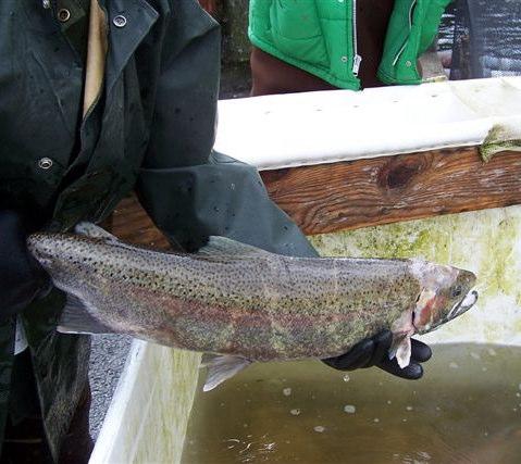In 2011, Oregon s Upper Willamette Recovery Plan was adopted to help recover ESA protected fish.