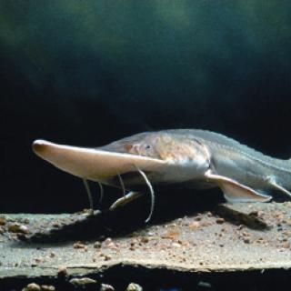 Sturgeon possess tactile barbels located at the front of a of a thick-lipped, protractile mouth. Sturgeon also dig with their rostrum in search of food.