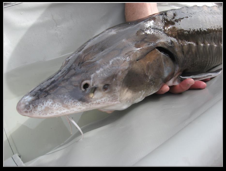 Sturgeon release boat kit results More encounters are reported Used in 7 communities since 2011 From 2011-2016;