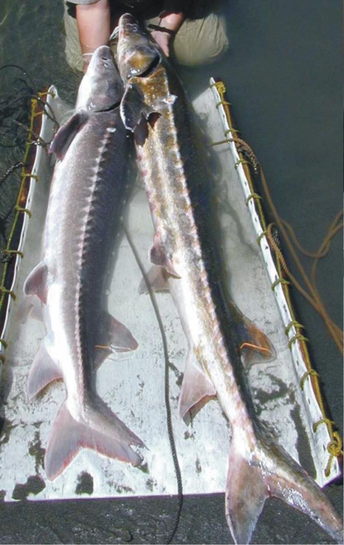 sturgeon (vs. closer to the nose in white sturgeon) and by the position of the anus which is in line with the posterior insertion of the anal fins in green sturgeon (vs.