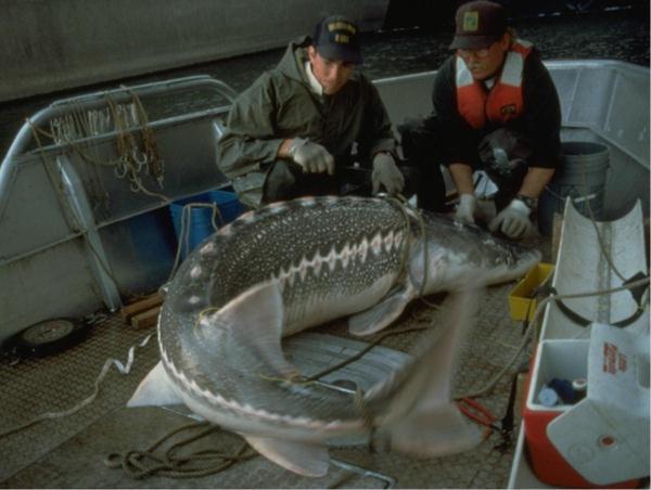 1.1 BACKGROUND INTRODUCTION The Columbia basin historically supported a very large and productive population of white sturgeon that ranged from the ocean upstream in the Columbia and Snake Rivers for