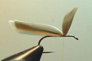 Determine the tie-in position on the wings by using the hook shank as the measure for the wing height. Place the wings over the hook shank with tips forward and butts to the rear.