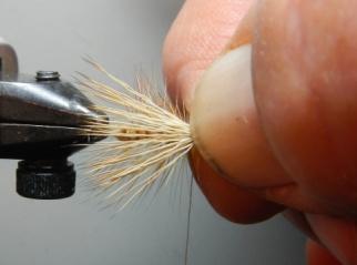 4. Select a bunch of light elk hair, remove the fuzzy under fur, and stack the fibers to align the tips. Measure the hair against the hook.