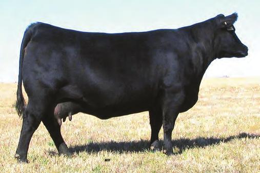 SAV Right Way 3670 Semen $25 Certificates $35 Right Way is the ZWT/Buford herd sire selected at the 2014 SAV Sale. Right Way produces progeny that have power, growth and fleshing ability.