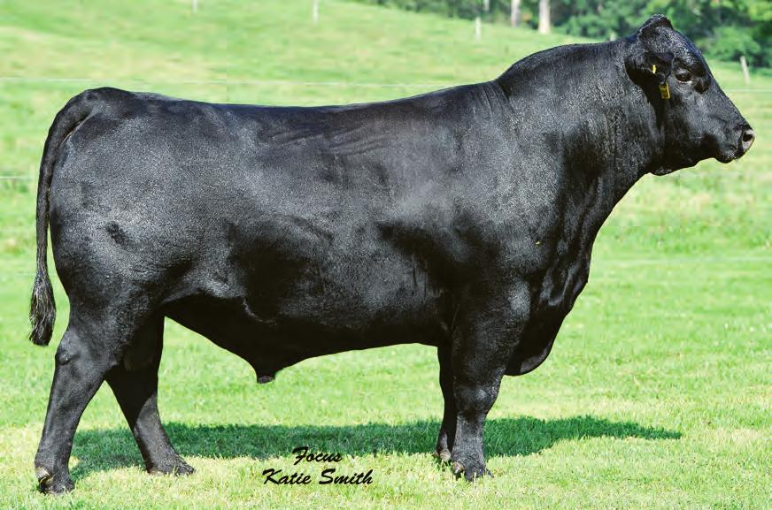 Semen $25 Certificates $35 Deep ribbed, large testicled, docile bull that exhibits top economic traits that beef herds require. Makes complete, docile cattle with added length.