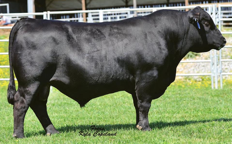 ZWT Crocket 3632 Semen $25 Certificates $35 Crocket can add growth, dimension and bone to many cow herds. His unique pedigree allows widespread use over many Angus pedigrees.