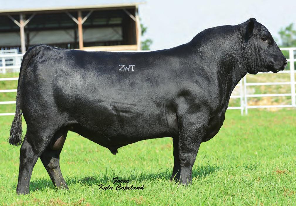 56 15 10 20 3 15 5 15 Semen $20 Certificates $35 Majestic is a full brother to the legendary ZWT donor, Coleman Donna 714.