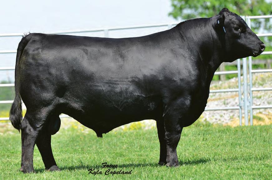 59 +94.10 3 25 10 ZWT Liberty 3577 Semen $20 Certificates $35 Justice is wide based, deep and soft-made with a big hip. He travels well with a big foot.