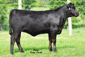 character with the volume and fleshing ability to be a true cow maker. His phenomenal dam is a model Angus cow for the breed.