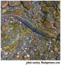 A. RIVER LAMPREY (LAMPETRA AYRESII) A.. Legal and Other Status The river lamprey is a Class (Watch List) California Species of Special Concern (Moyle et al., DFG 0). It has no federal status. A.. Species Distribution and Status 0 A.