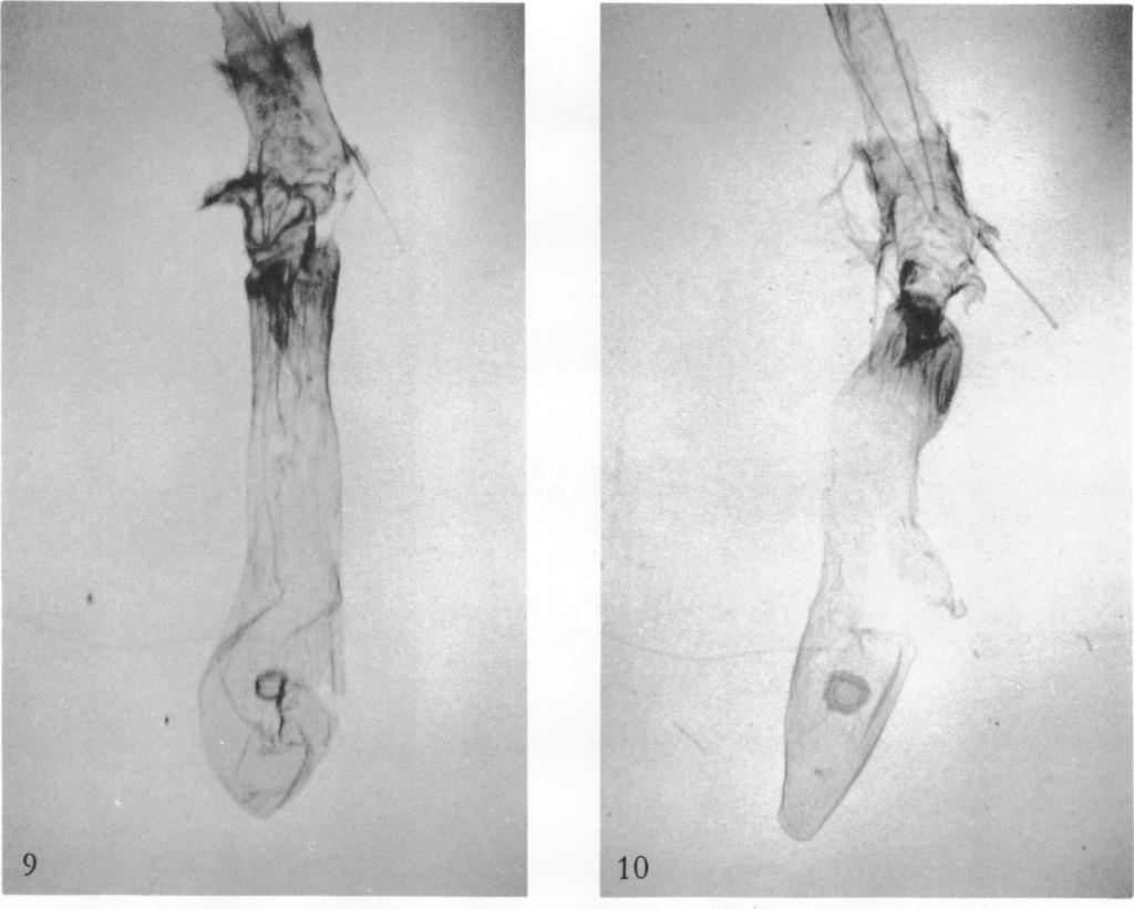 10 AMERICAN MUSEUM NOVITATES NO. 2474 C' 9 10 FIGS. 9, 10. Female genitalia. 9. Lytrosis unitaria (Herrich-Schaffer), Lakehurst, New Jersey, July 9-15 (F. Lemmer). 10. L. sinuosa, new species, allotype, Lakehurst, New Jersey, June 15, 1957 (J.
