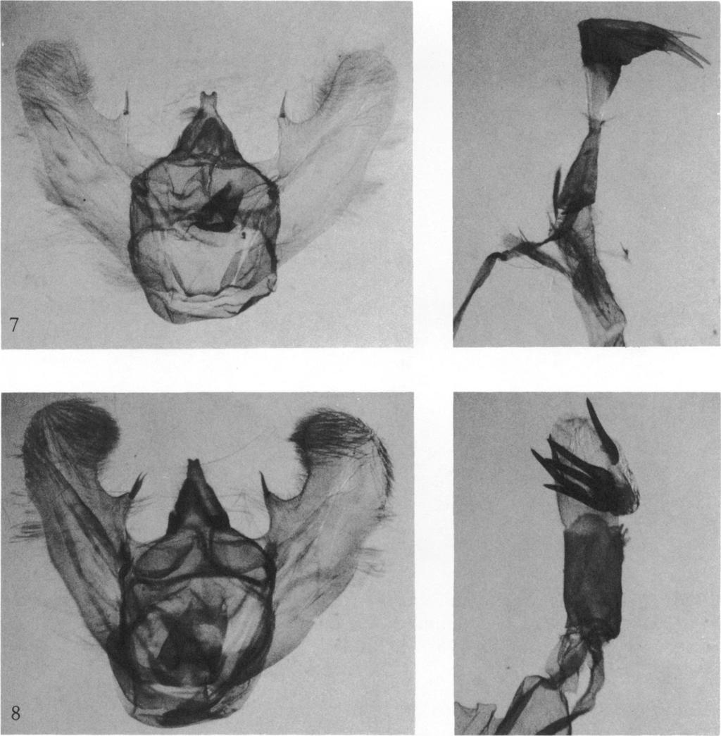I 1971 RINDGE: LrTROSIS 9._. I i A.4 7 FIGS. 7, 8. Male genitalia. 7. Lytrosis heitzmanorum, new species, paratype, Tupelo, Mississippi, August 7, 1966 (C. Bryson). 8. L. permagnaria (Packard), Cleveland, Tennessee, May 24, 1970 (C.