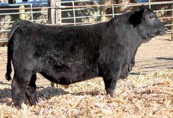 Wean ranked 1st, wean ratio 114, Adjusted wean weight at 788, gained 4.1 lbs. per day. Make sure to put this guy on your short list if your looking for calves to bust the scale come weaning day.