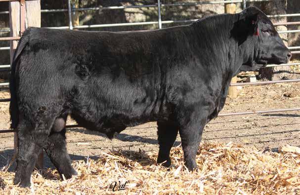 This guy has been a farm favorite not just because of his pedigree but because of his overall design.