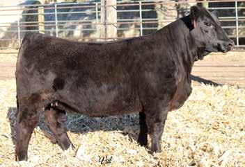P501 Double J Miss T7126 Double Miss P470 Sound, cool fronted, big level topped heifer that has a shot of style to her and has been a stand out on the ranch since day one.
