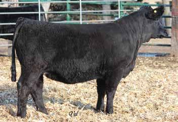 Worth 14W Super attractive, smaller framed, feminine made heifer out of our own herd sire Mr. Conley.