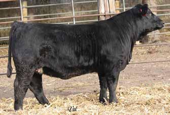 NLC Upgrade U8676 KGH Miss Grade 274Z KGH Miss Focus 722T Erin is a real thick, moderate framed Wide Range daughter out of our Miss Grade 274Z donor.