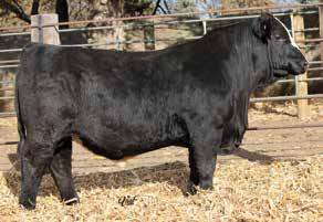 The reports on Main Event have been good. So far, the calves are looking good to this mating. TJ Main Event 503B, Embryo Sire Rockin H Mr.
