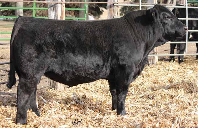 4045 Time 7322T 3C Ten Fold 3C Crocus Y1615 B 3C Olie R5008 Another CCR Cowboy Cut son that covers all the bases very well, long, heavy muscled, big footed, large scrotal bull should cover a lot of