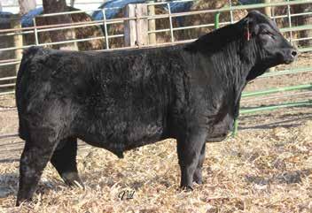 Tanker calves always excel well in the feedlot, good choice for making baldy or blaze face feeders that bring premiums at the sale barn. KnH Added Value 58W, Sire 17 Rockin H Mr.