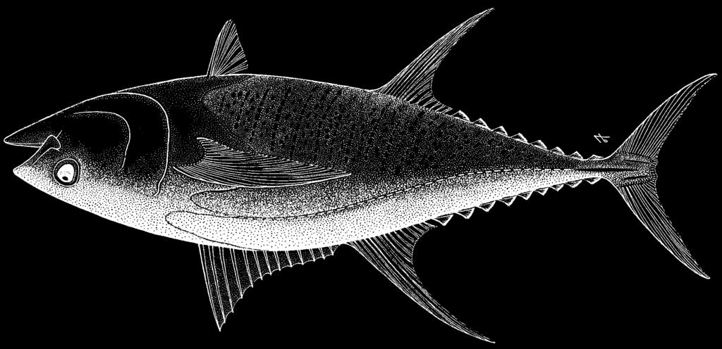 1854 Bony Fishes Thunnus albacares (Bonnaterre, 1788) Frequent synonyms / misidentifications: Neothunnus macropterus (Temminck and Schlegel, 1844); Neothunnus albacora (Lowe, 1839); Thunnus