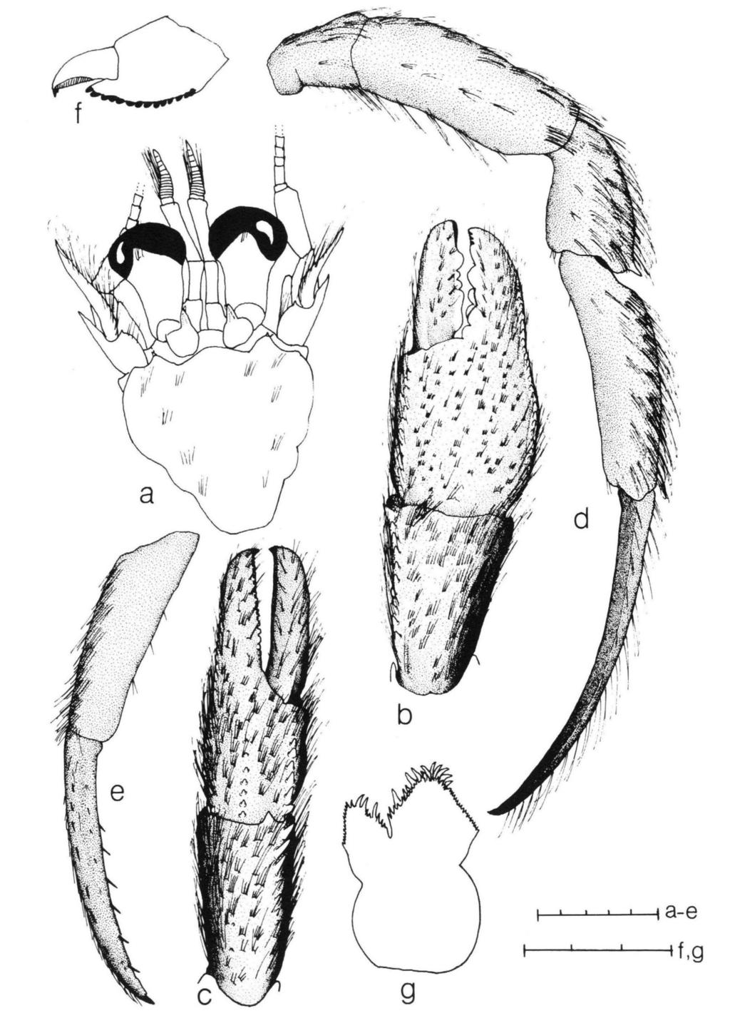 260 Fig. 1. CeratopaguruspilosimanusYokoya.