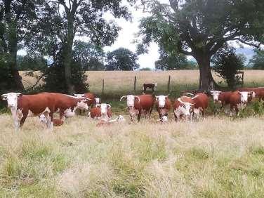 BEEF TYPE COWS/HEIFERS IN OR WITH CALVES AT FOOT Late entry cows and calves lots 81/90, pens 31/33 M/s Lower Turnant Farm Partnership, Longtown Pens 2/18 TB - 19.6.