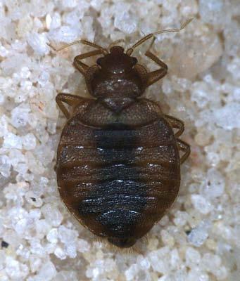 A l a b a m a A & M a n d A u b u r n U n i v e r s i t i e s ANR-1464 Common bed bugs, Cimex lectularius L. (Hemiptera: Cimicidae), have been a pest of human homes for most of recorded history.