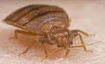 Once fully engorged, bed bugs retreat to their harborage (living area) where they digest their meal.