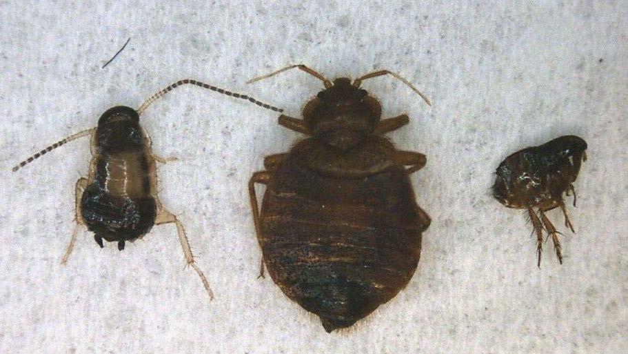 Figure 4. Immature cockroach (left), bed bug (middle), and flea (right) (Photo by Zach DeVries) an attempt to escape the heat.
