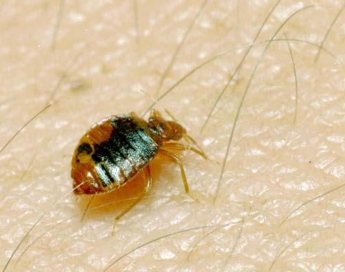 Bed bug infestations are very difficult to control. More often than not pest management professionals need to be hired. This is especially true when dealing with heavily infested homes.