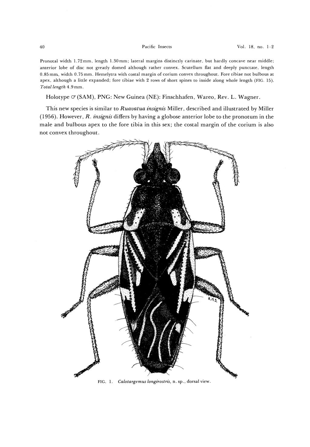 40 Pacific Insects Vol. 18, no. 1-2 Pronotal width 1.72mm, length 1.